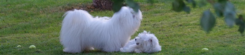 Evas Hund &amp; Häst Service